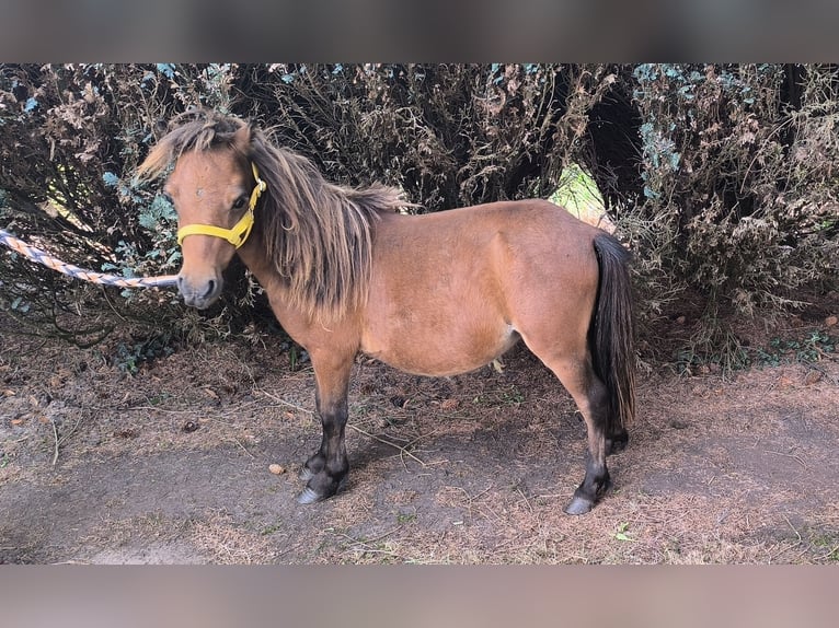 Shetland Ponys Hengst 1 Jaar 110 cm Gevlekt-paard in Freren