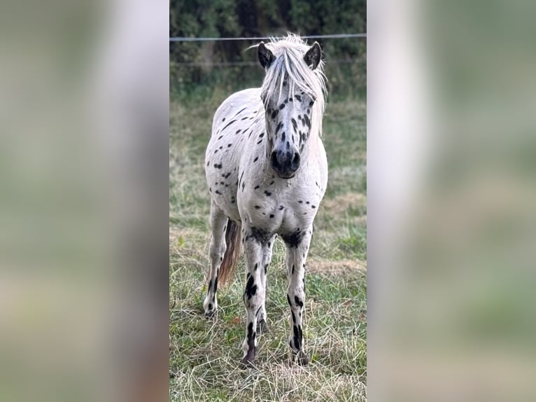 Shetland Ponys Hengst 1 Jaar 113 cm Appaloosa in Gro&#xDF; Molzahn