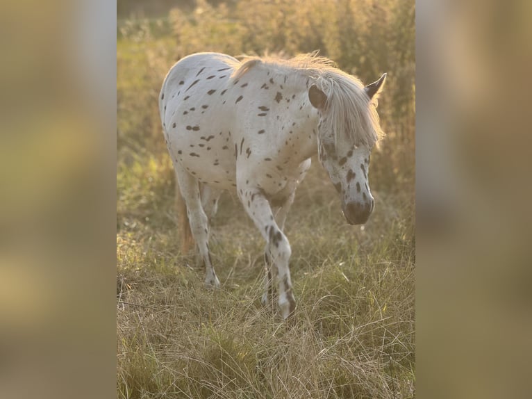 Shetland Ponys Hengst 1 Jaar 113 cm Appaloosa in Gro&#xDF; Molzahn