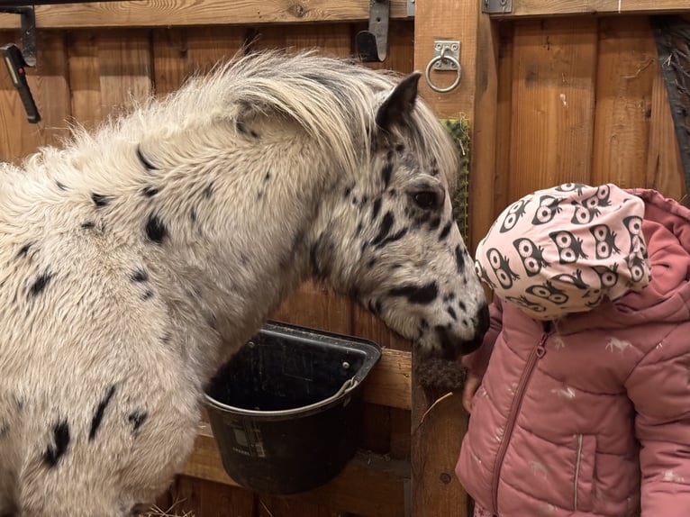 Shetland Ponys Hengst 1 Jaar 113 cm Appaloosa in Gro&#xDF; Molzahn