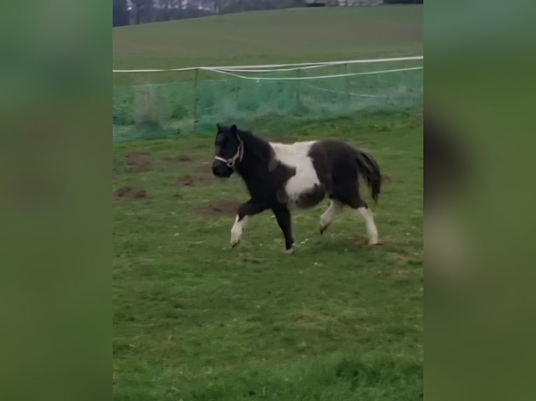 Shetland Ponys Hengst 1 Jaar 72 cm Gevlekt-paard in Bad Essen