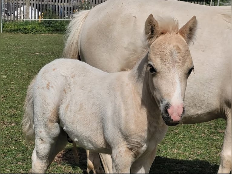 Shetland Ponys Hengst 1 Jaar 80 cm Appaloosa in Wabern