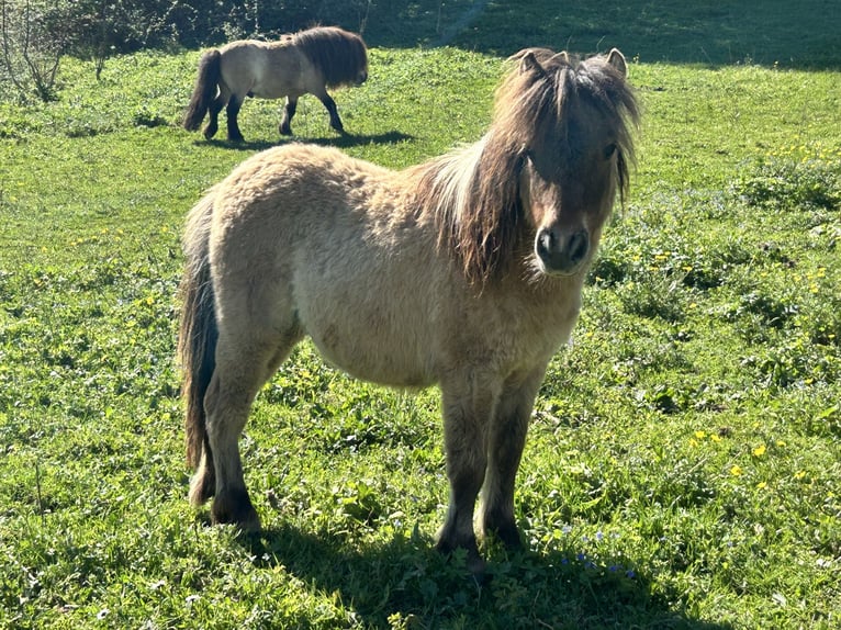 Shetland Ponys Hengst 1 Jaar 80 cm Bruin in Pusignan