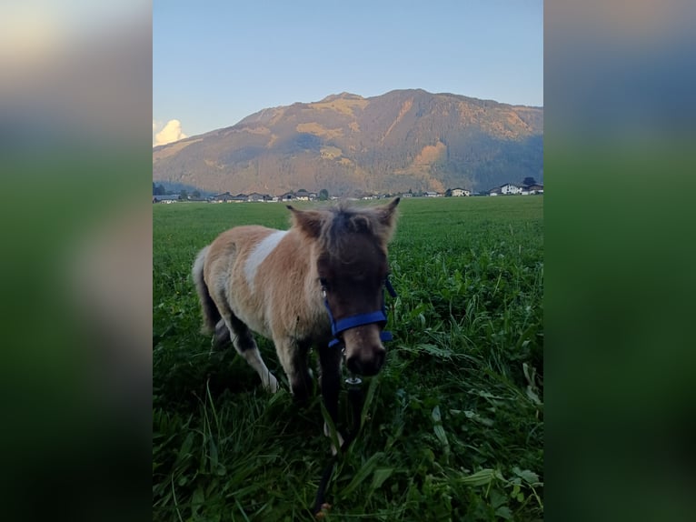 Shetland Ponys Hengst 1 Jaar 80 cm Gevlekt-paard in Niedernsill