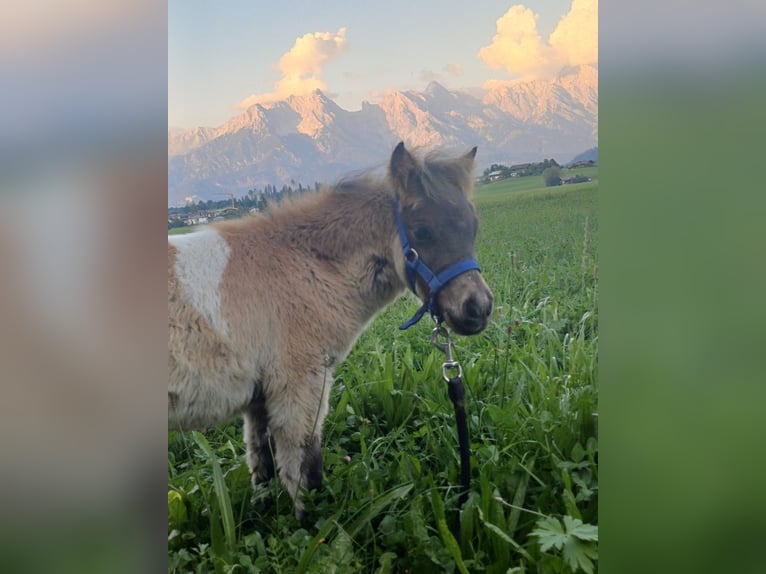 Shetland Ponys Hengst 1 Jaar 80 cm Gevlekt-paard in Niedernsill