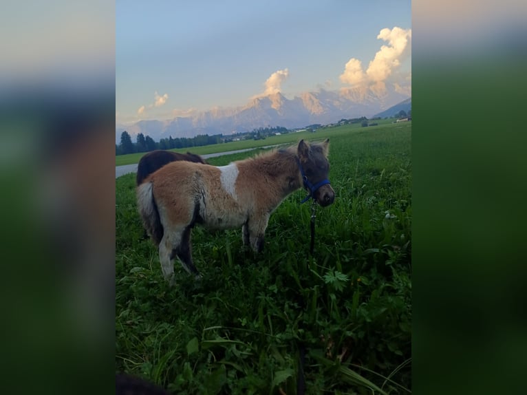 Shetland Ponys Hengst 1 Jaar 80 cm Gevlekt-paard in Niedernsill