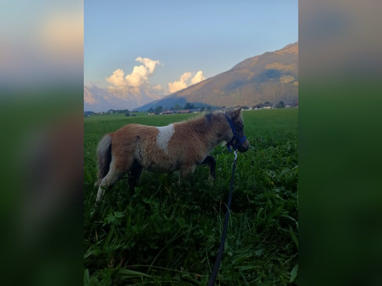 Shetland Ponys Hengst 1 Jaar 80 cm Gevlekt-paard in Niedernsill