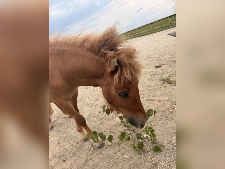 Shetland Ponys Hengst 1 Jaar 81 cm Vos in Straßwalchen