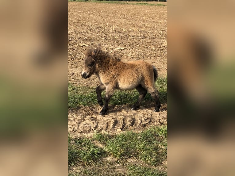 Shetland Ponys Hengst 1 Jaar 83 cm Roan-Bay in Nidderau