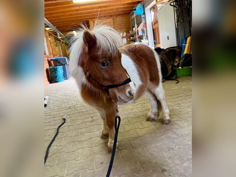 Shetland Ponys Hengst 1 Jaar 85 cm Gevlekt-paard in Daleiden