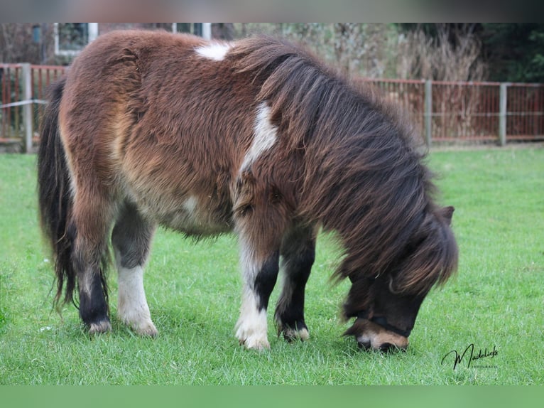 Shetland Ponys Hengst 1 Jaar 85 cm Gevlekt-paard in Gouda