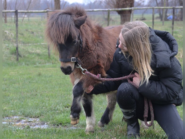 Shetland Ponys Hengst 1 Jaar 85 cm Gevlekt-paard in Gouda