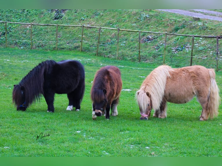 Shetland Ponys Hengst 1 Jaar 85 cm Gevlekt-paard in Gouda