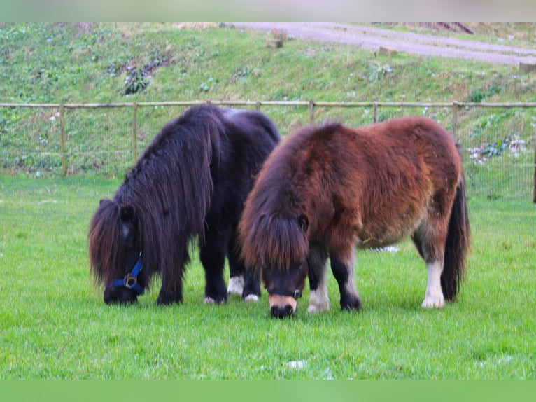 Shetland Ponys Hengst 1 Jaar 85 cm Gevlekt-paard in Gouda