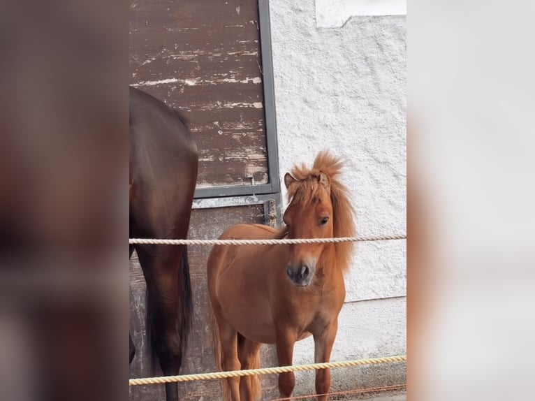 Shetland Ponys Hengst 1 Jaar 85 cm Vos in Sswalchen