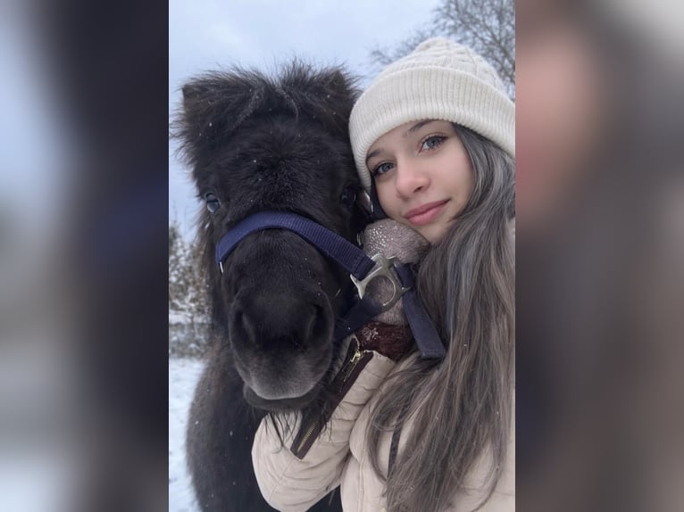 Shetland Ponys Hengst 1 Jaar 85 cm Zwart in Hästveda