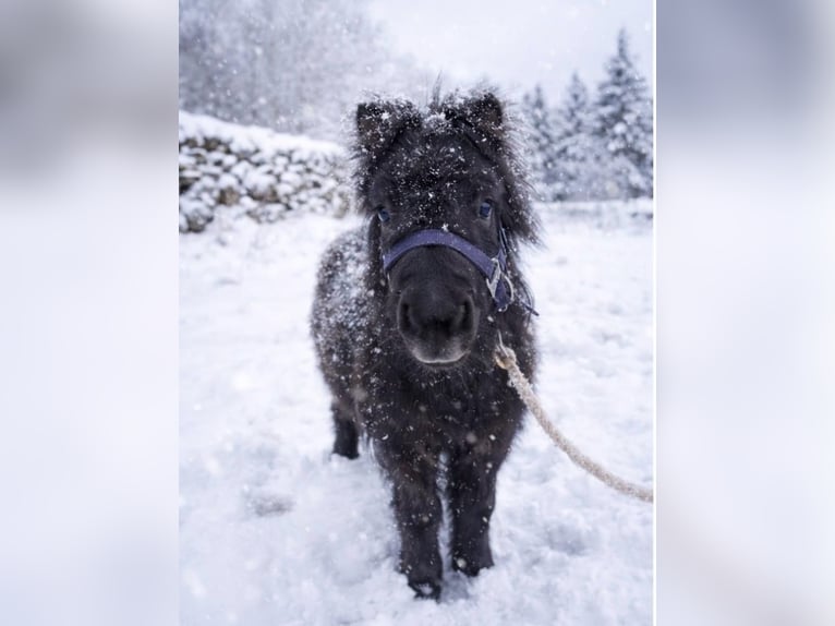 Shetland Ponys Hengst 1 Jaar 85 cm Zwart in Hästveda