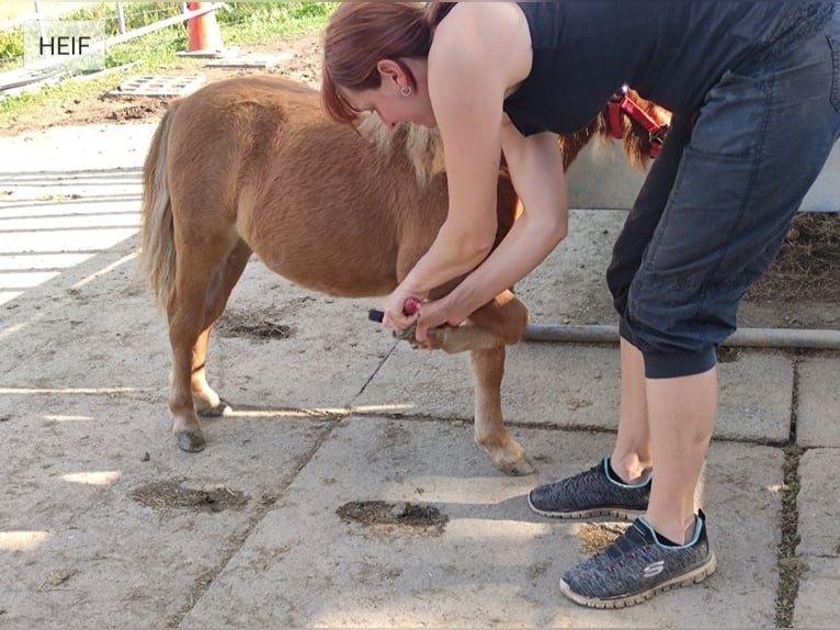 Shetland Ponys Mix Hengst 1 Jaar 87 cm Vos in Treuen