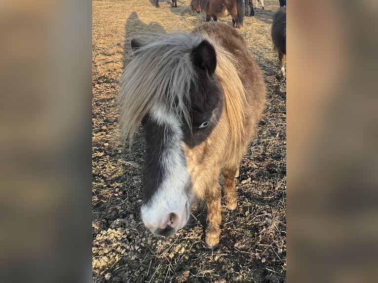 Shetland Ponys Mix Hengst 1 Jaar 90 cm Gevlekt-paard in Kaltohmfeld