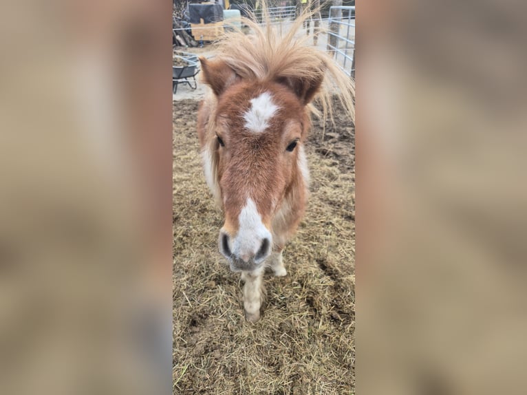 Shetland Ponys Hengst 1 Jaar 90 cm Gevlekt-paard in Türnitz