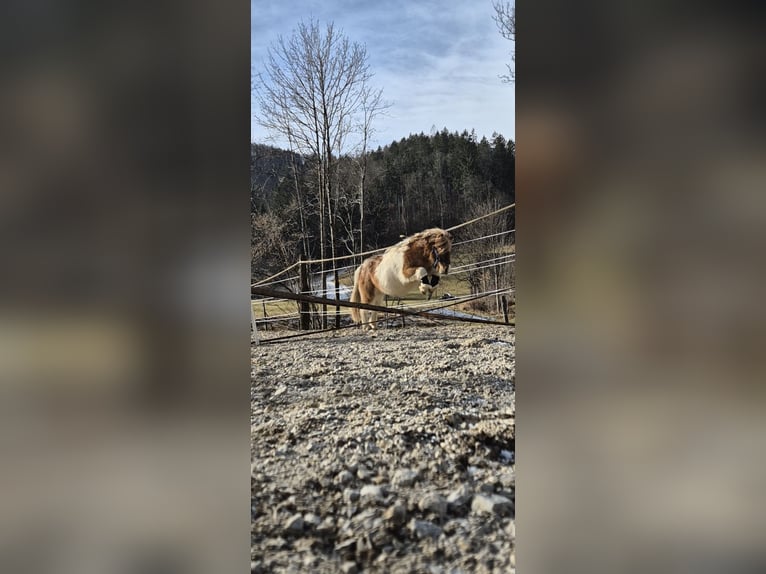 Shetland Ponys Hengst 1 Jaar 90 cm Gevlekt-paard in Türnitz