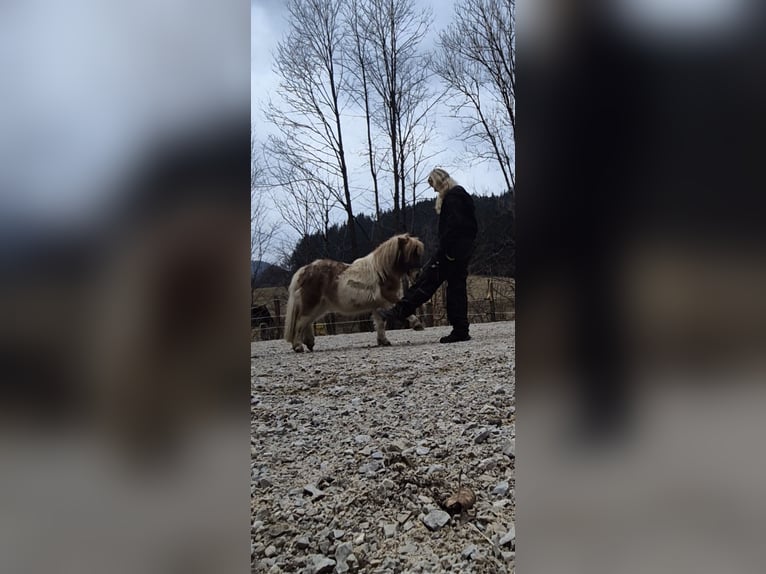 Shetland Ponys Hengst 1 Jaar 90 cm Gevlekt-paard in Türnitz