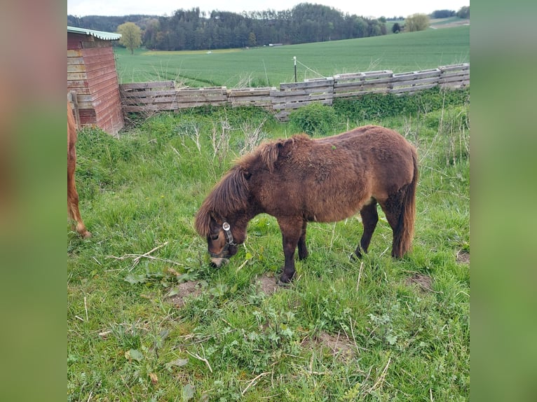 Shetland Ponys Hengst 1 Jaar 91 cm Donkerbruin in Rain