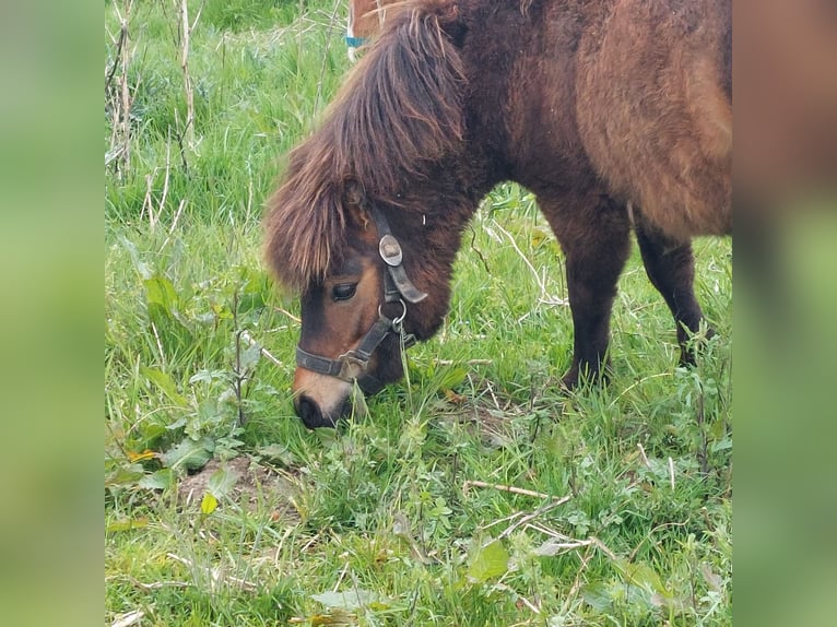 Shetland Ponys Hengst 1 Jaar 91 cm Donkerbruin in Rain
