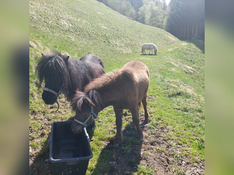 Shetland Ponys Hengst 1 Jaar 95 cm Brauner in Zams/Falterschein