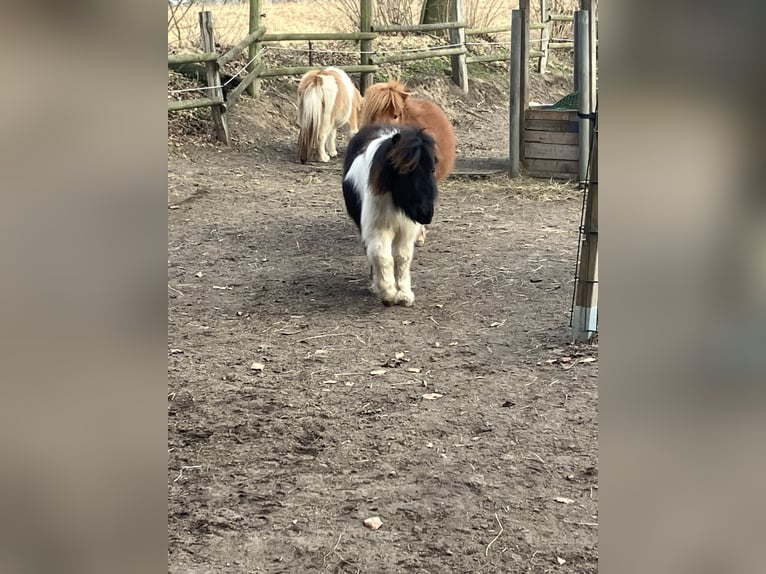 Shetland Ponys Hengst 1 Jaar 95 cm Gevlekt-paard in Hamburg