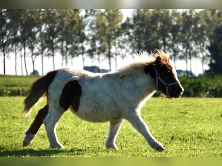 Shetland Ponys Hengst 1 Jaar 95 cm Gevlekt-paard in Rockanje