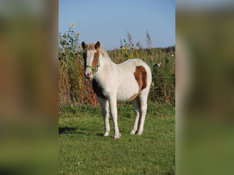 Shetland Ponys Hengst 1 Jaar 95 cm Gevlekt-paard in Rockanje