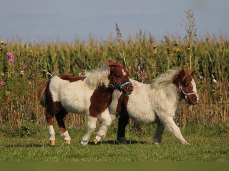 Shetland Ponys Hengst 1 Jaar 95 cm Gevlekt-paard in Rockanje