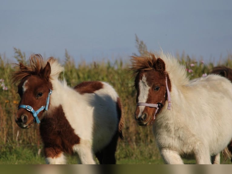 Shetland Ponys Hengst 1 Jaar 95 cm Gevlekt-paard in Rockanje