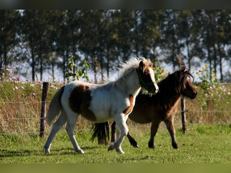 Shetland Ponys Hengst 1 Jaar 95 cm Gevlekt-paard in Rockanje