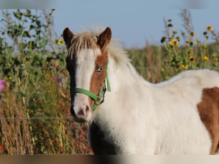 Shetland Ponys Hengst 1 Jaar 95 cm Gevlekt-paard in Rockanje