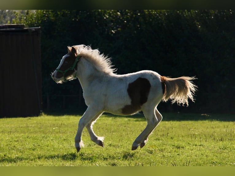 Shetland Ponys Hengst 1 Jaar 95 cm Gevlekt-paard in Rockanje