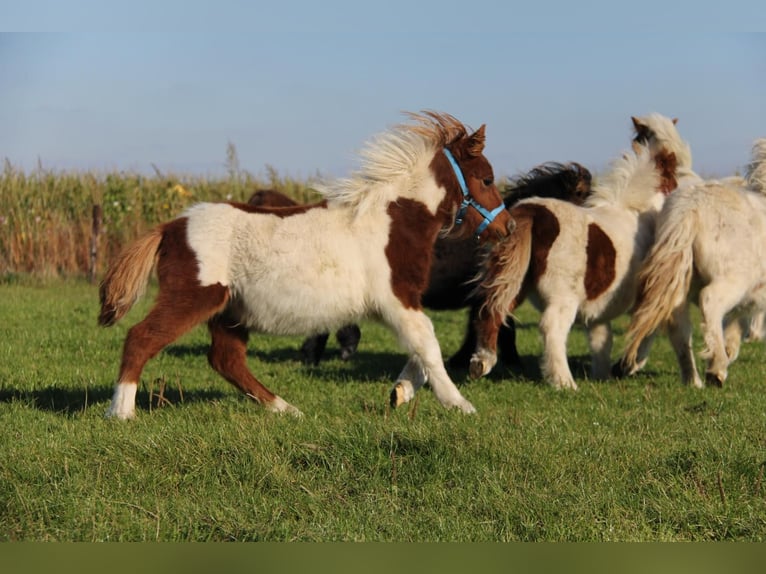 Shetland Ponys Hengst 1 Jaar 95 cm Gevlekt-paard in Rockanje