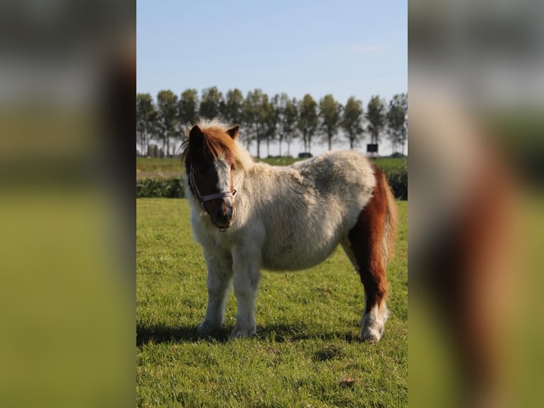 Shetland Ponys Hengst 1 Jaar 95 cm Gevlekt-paard in Rockanje