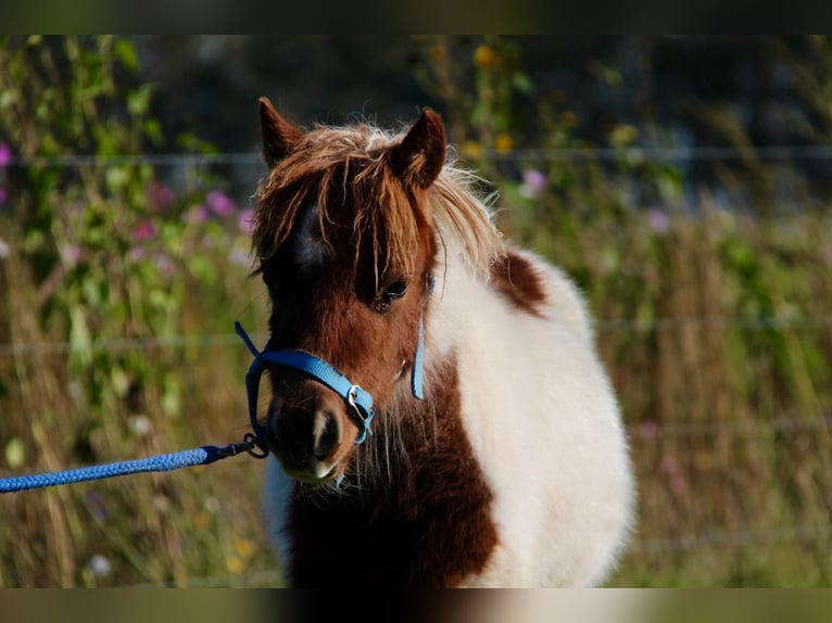 Shetland Ponys Hengst 1 Jaar 95 cm Gevlekt-paard in Rockanje