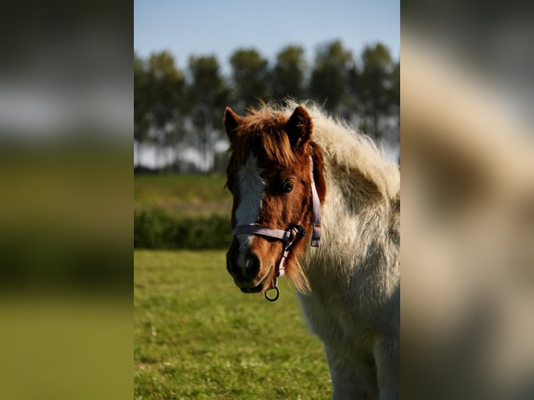 Shetland Ponys Hengst 1 Jaar 95 cm Gevlekt-paard in Rockanje