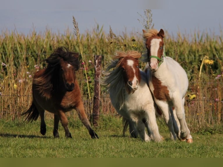 Shetland Ponys Hengst 1 Jaar 95 cm Gevlekt-paard in Rockanje