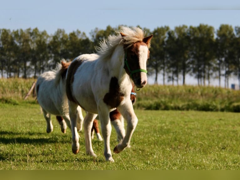 Shetland Ponys Hengst 1 Jaar 95 cm Gevlekt-paard in Rockanje