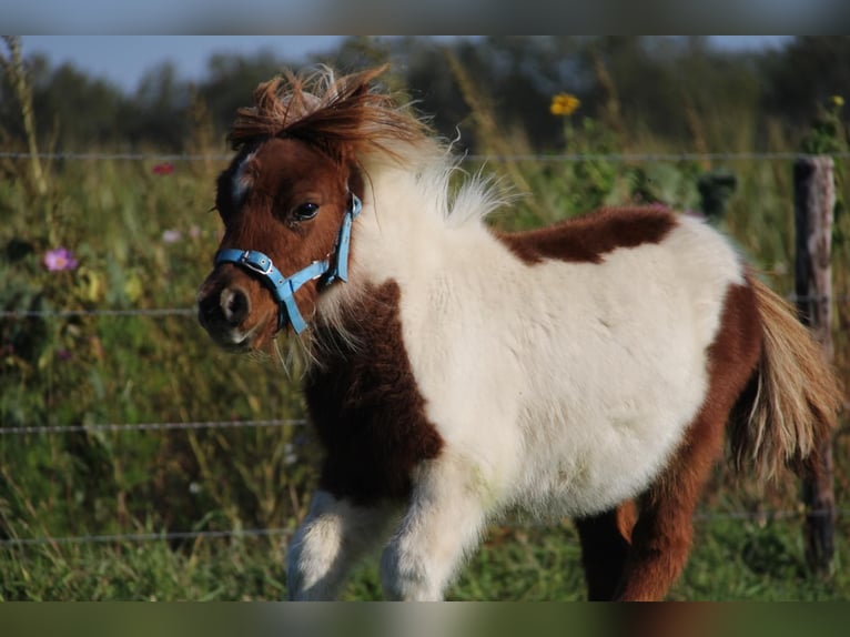 Shetland Ponys Hengst 1 Jaar 95 cm Gevlekt-paard in Rockanje