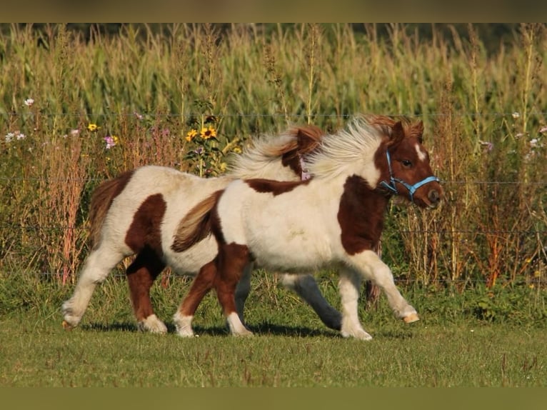 Shetland Ponys Hengst 1 Jaar 95 cm Gevlekt-paard in Rockanje