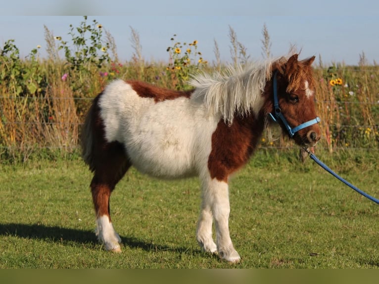 Shetland Ponys Hengst 1 Jaar 95 cm Gevlekt-paard in Rockanje