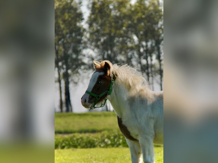 Shetland Ponys Hengst 1 Jaar 95 cm Gevlekt-paard in Rockanje