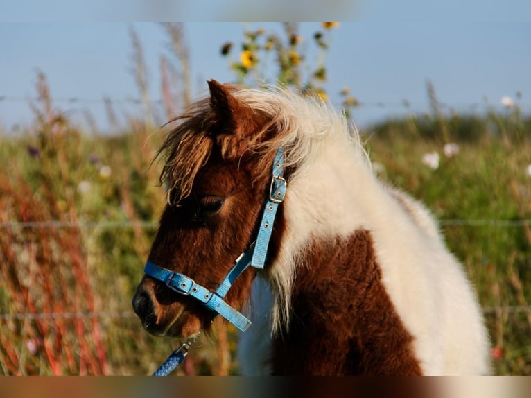 Shetland Ponys Hengst 1 Jaar 95 cm Gevlekt-paard in Rockanje