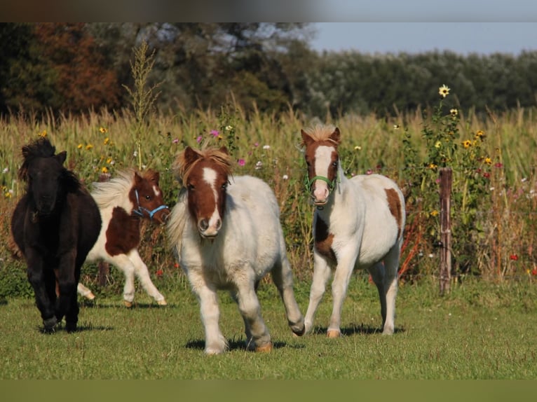 Shetland Ponys Hengst 1 Jaar 95 cm Gevlekt-paard in Rockanje