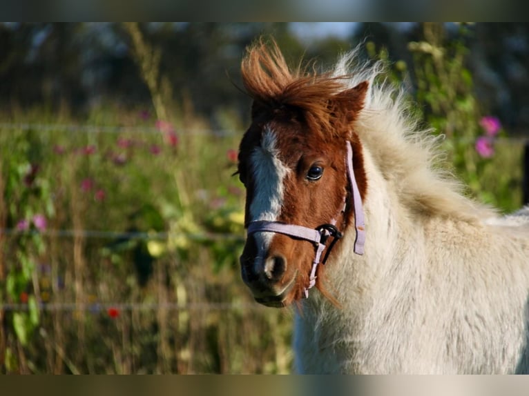 Shetland Ponys Hengst 1 Jaar 95 cm Gevlekt-paard in Rockanje